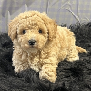 puppies for sale in boca raton