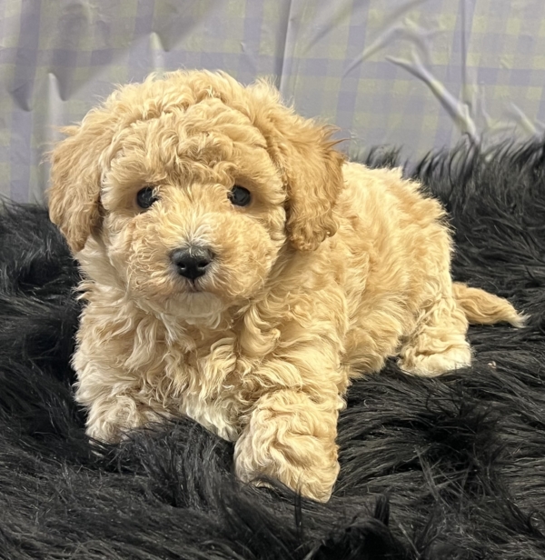 puppies for sale in boca raton