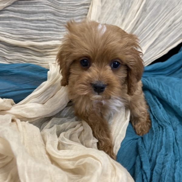 puppies for sale in boca raton