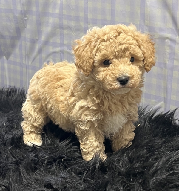 puppies for sale in boca raton