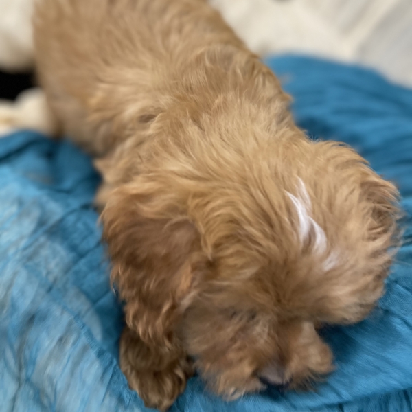 puppies for sale in boca raton