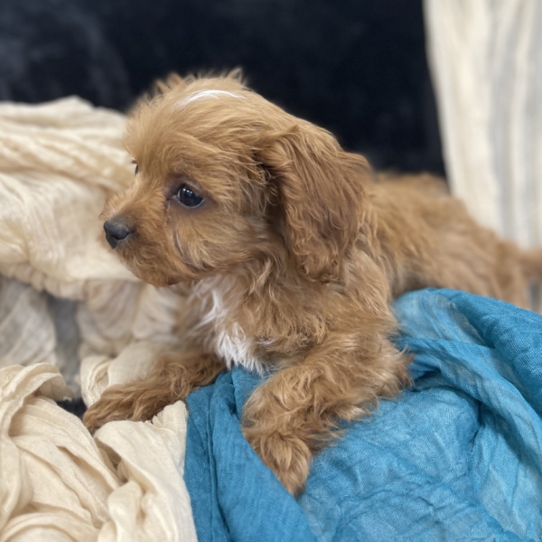 puppies for sale in boca raton