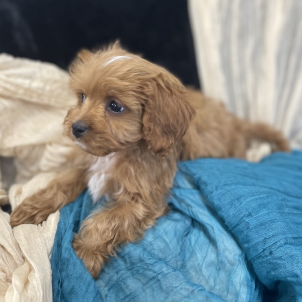 puppies for sale in boca raton