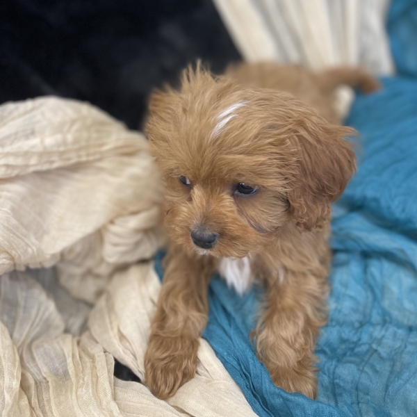 puppies for sale in boca raton