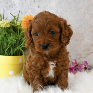 puppies for sale in boca raton