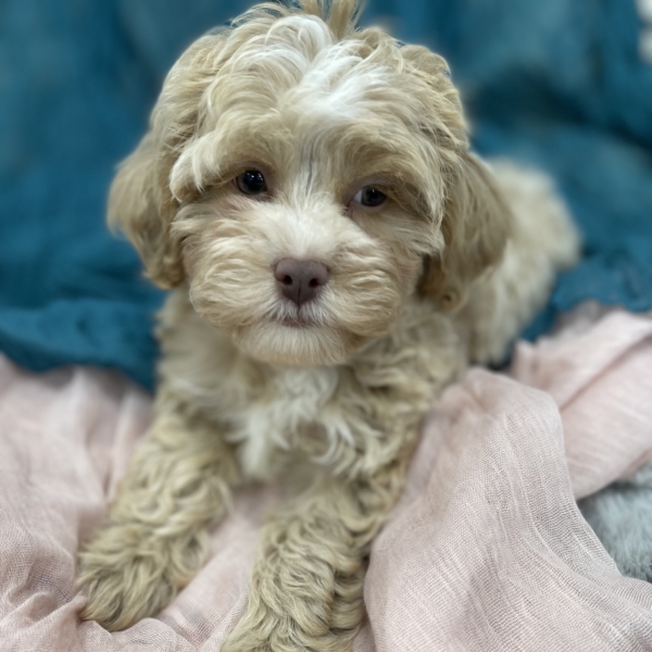puppies for sale in boca raton