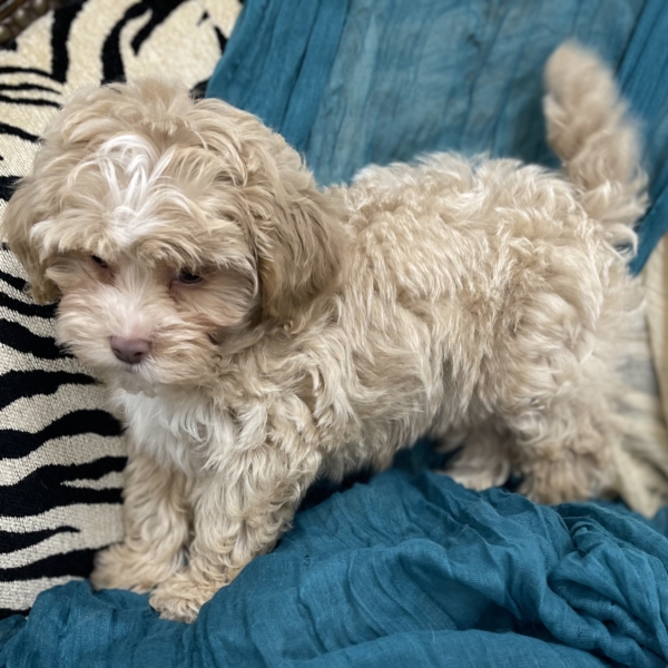 puppies for sale in boca raton