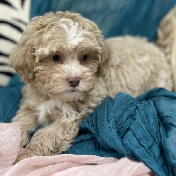 puppies for sale in boca raton