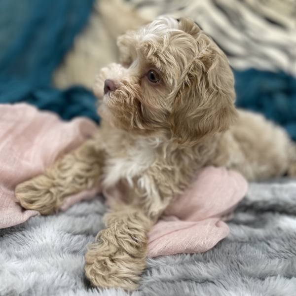 puppies for sale in boca raton