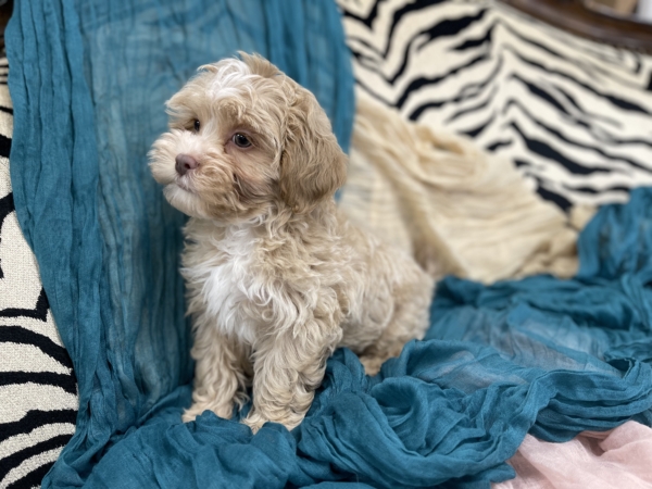 puppies for sale in boca raton