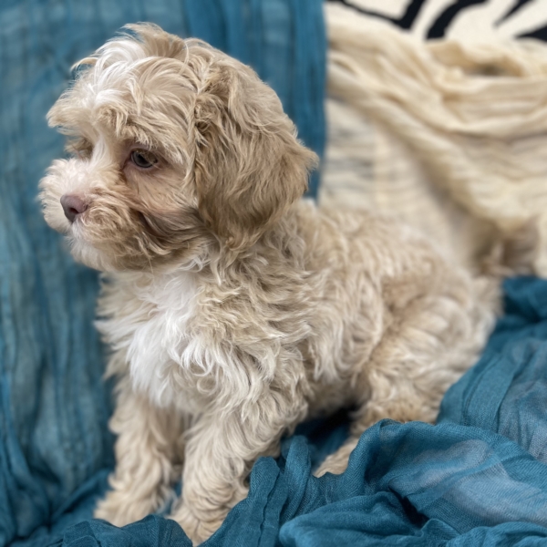 puppies for sale in boca raton