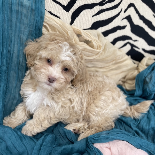 puppies for sale in boca raton