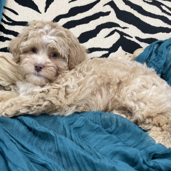 puppies for sale in boca raton