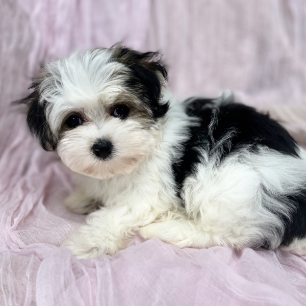 puppies for sale in boca raton