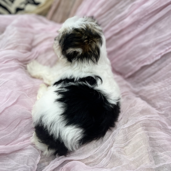 puppies for sale in boca raton