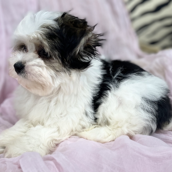 puppies for sale in boca raton