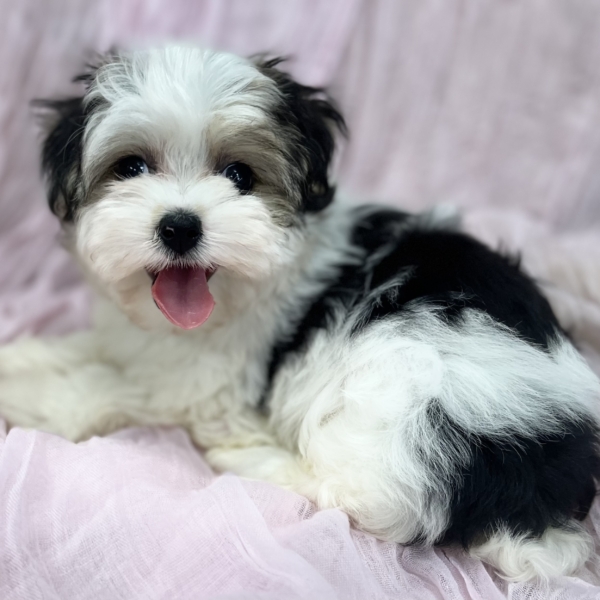 puppies for sale in boca raton