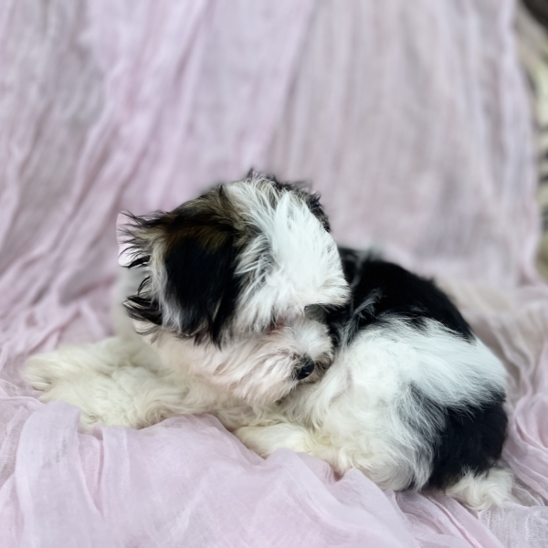puppies for sale in boca raton