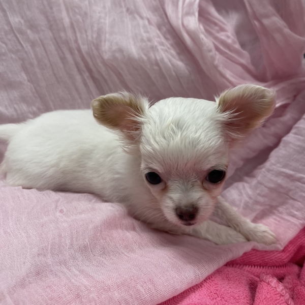 puppies for sale in boca raton