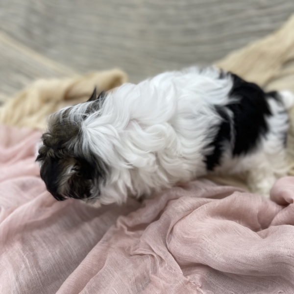 puppies for sale in boca raton