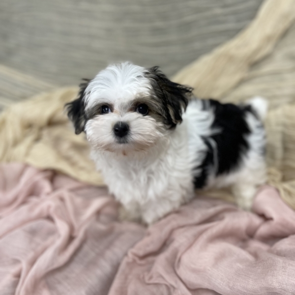 puppies for sale in boca raton