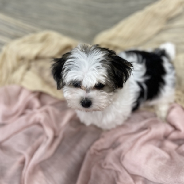 puppies for sale in boca raton