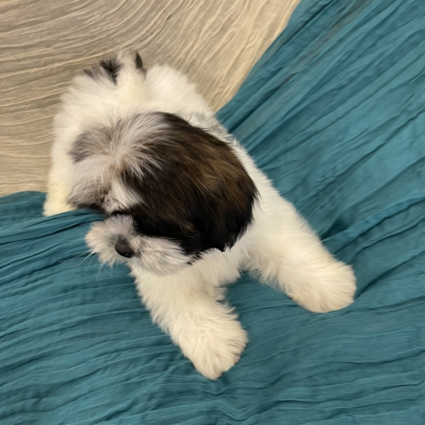 puppies for sale in boca raton
