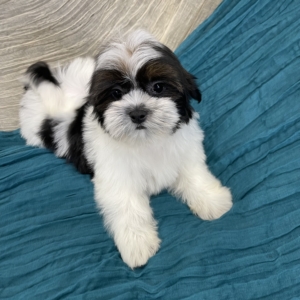 puppies for sale in boca raton