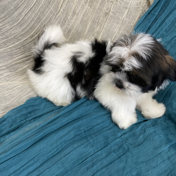 puppies for sale in boca raton