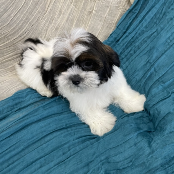 puppies for sale in boca raton