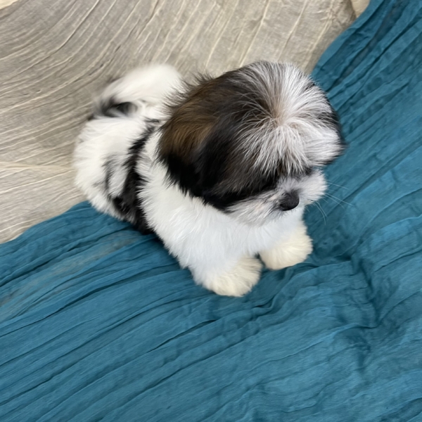 puppies for sale in boca raton