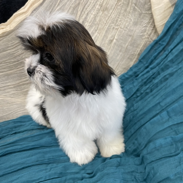 puppies for sale in boca raton