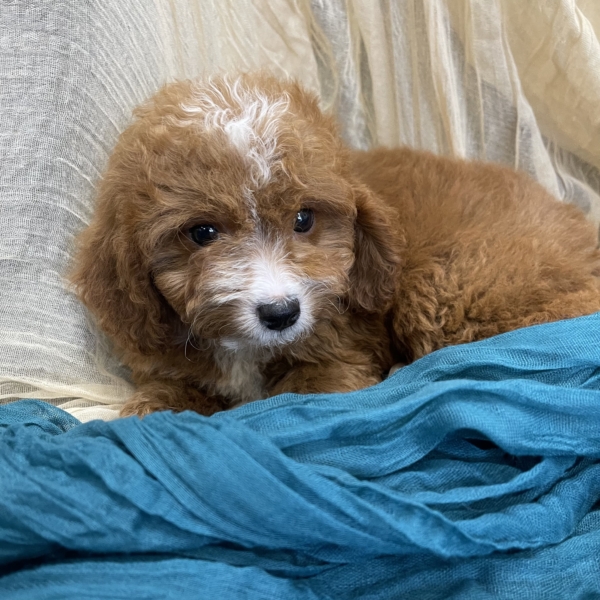 puppies for sale in boca raton