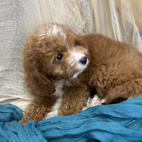 puppies for sale in boca raton