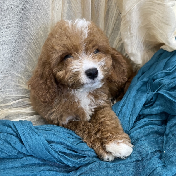 puppies for sale in boca raton