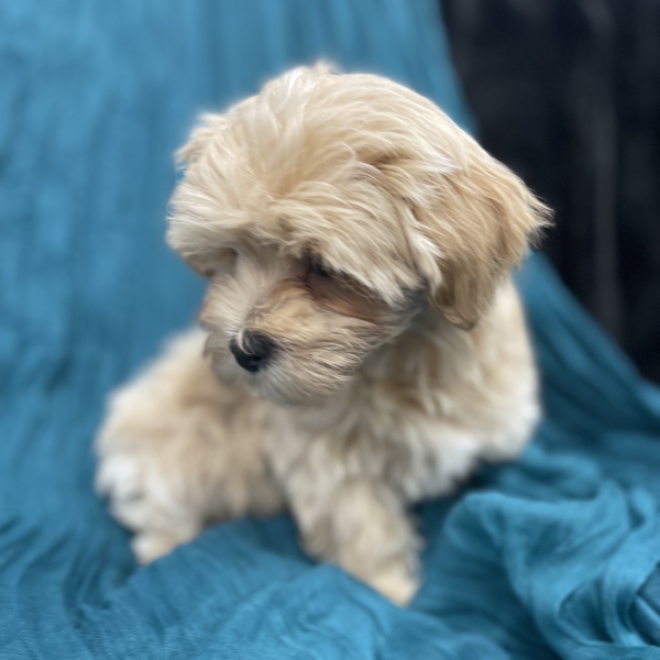 puppies for sale in boca raton