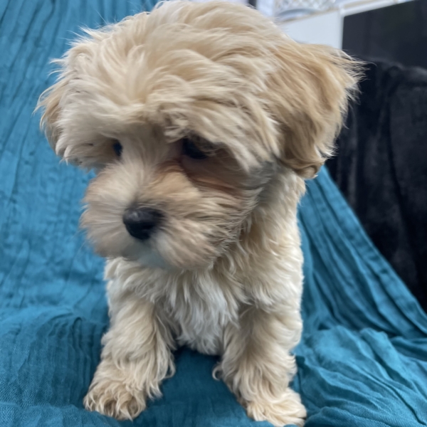 puppies for sale in boca raton