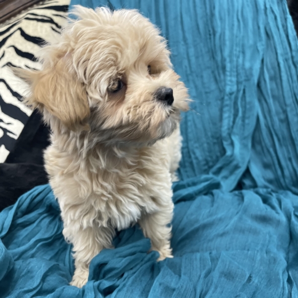 puppies for sale in boca raton
