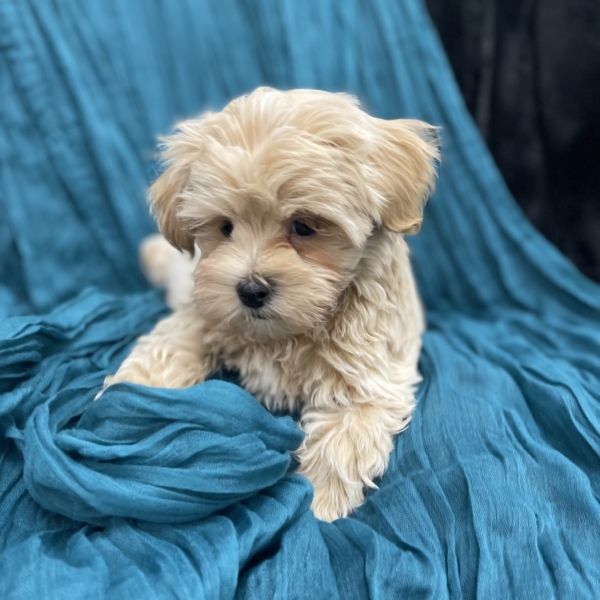 puppies for sale in boca raton