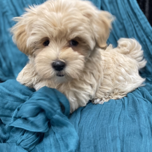 puppies for sale in boca raton