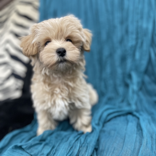 puppies for sale in boca raton