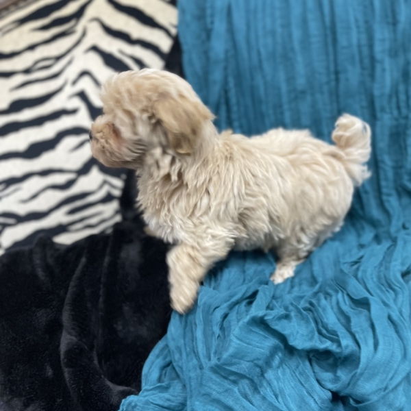 puppies for sale in boca raton