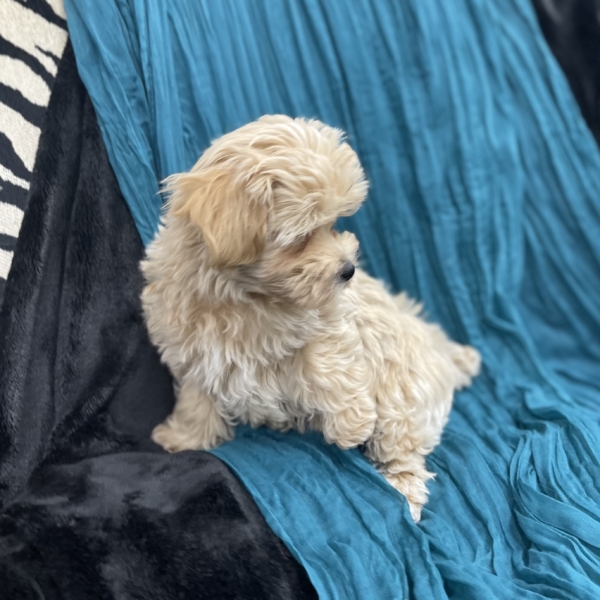puppies for sale in boca raton