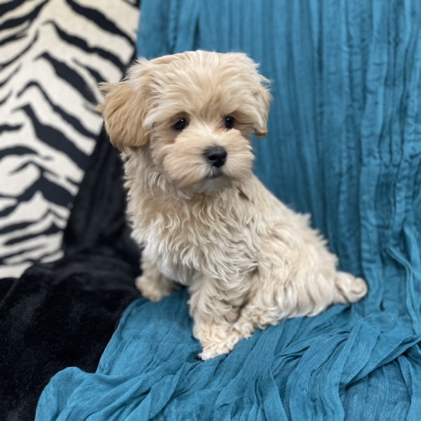 puppies for sale in boca raton