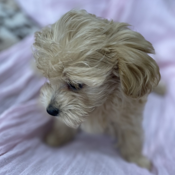puppies for sale in boca raton