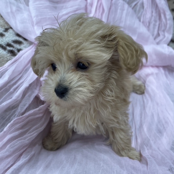 puppies for sale in boca raton