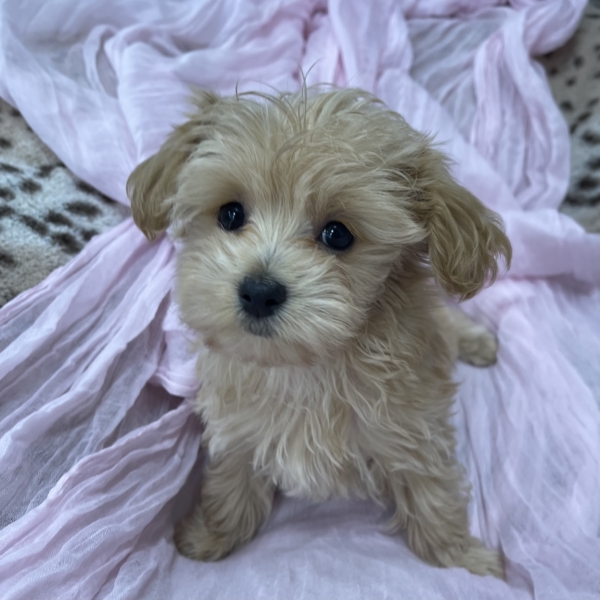 puppies for sale in boca raton