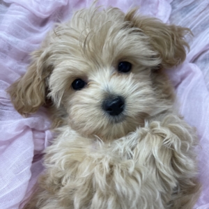 puppies for sale in boca raton