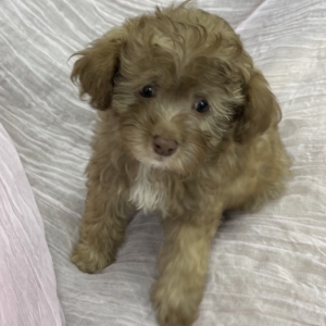 puppies for sale in boca raton