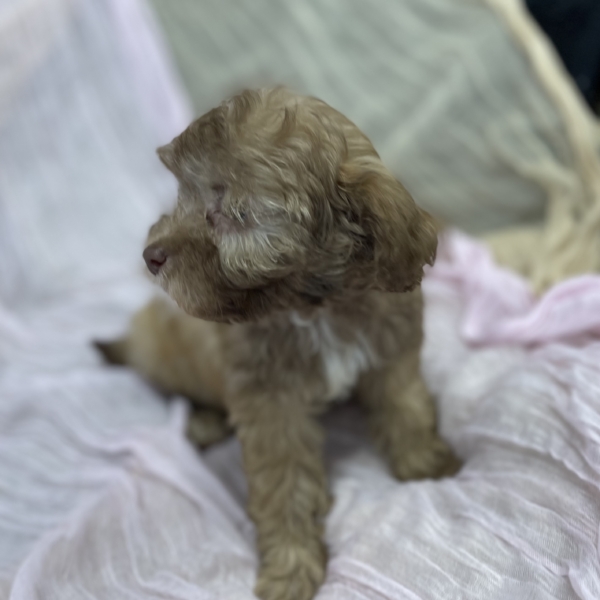 puppies for sale in boca raton
